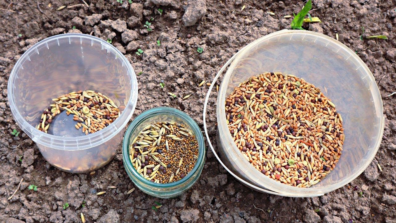 Раскидайте семена этих растений после выкопки лука и чеснока. Результат шикарный земля - пух! смотреть онлайн