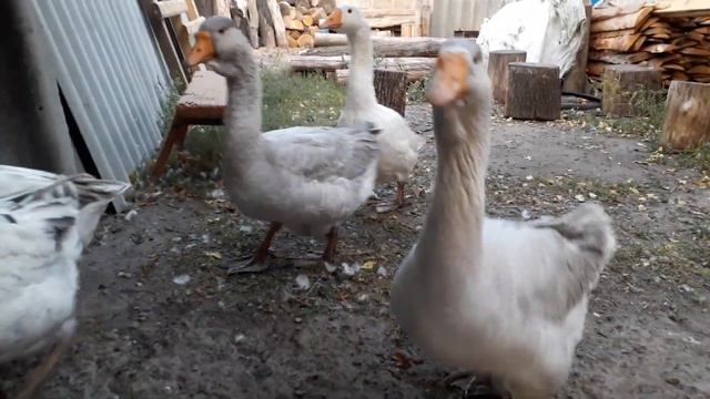 Называется поговорили)) Гуси в 3,5 мес)) Conversation with my geese)) Geese are 3,5 months!)) смотреть онлайн