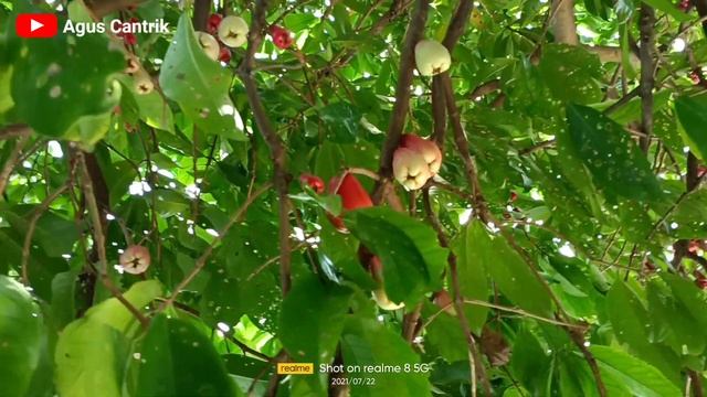 JAMBU JAMAICA (Syzygium Malaccense) | JAMBU BOL