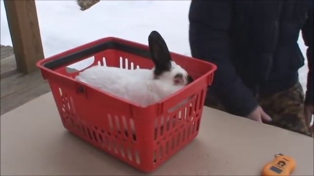 Племенные КРОЛИКИ Разведение в моём подсобном хозяйстве смотреть онлайн