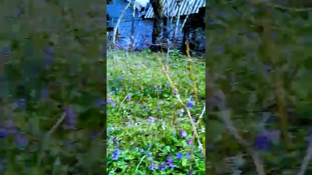 Ряст и джмелик! \ 15.04.2018р.