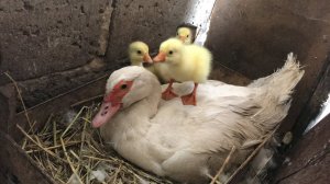 Последний вывод гусят под Индоуткой / Мускусные утки ( Вывод Гусят