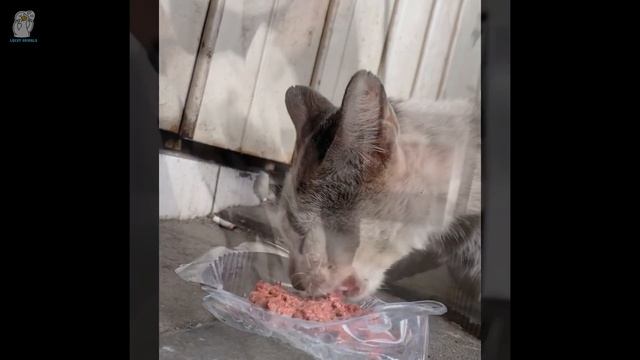 Больную старую кошку бездомный оставил ночью на обочине дороги. смотреть онлайн