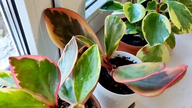 комнатные растения//туполистные пеперомии//ремонт в детской смотреть онлайн