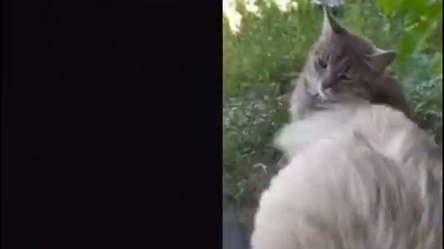 Буду рад если ты поставиш лайк за котика бедный😭😭😭😭😭😭😭😭 смотреть онлайн