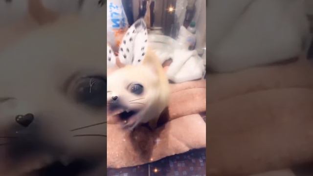 видео не моё она из тт!!!!!!! #смех #собака #чихуахуа #тикток #няшки #животные смотреть онлайн