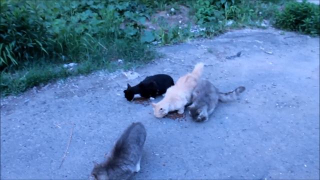 ВЛОГ Гуляем, кормим бездомных котиков Наш ПЕС Тарзан ест одуванчики 🌸 LizaTube