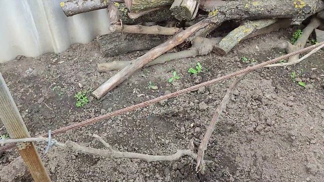 Подвязка винограда. Прививка в штамб под сверло. 15.04.22 смотреть онлайн