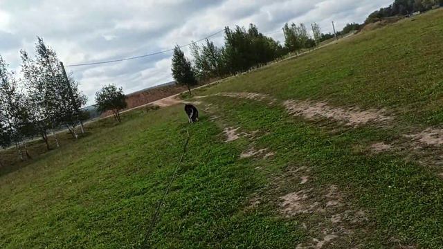 Хаски Дик почти не реагирует на стадо - прогресс) 10.09.23 часть 3 смотреть онлайн