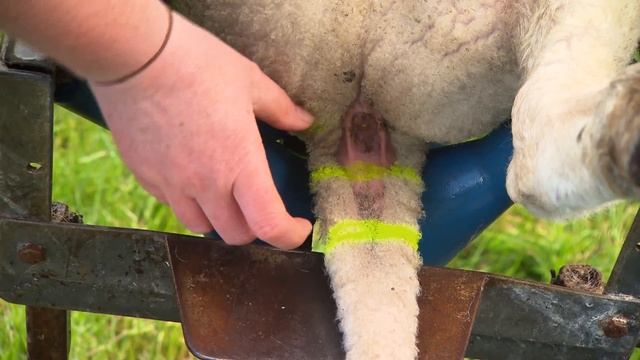 Docking and Lamb Growth Study смотреть онлайн