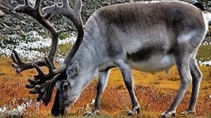 Презентация красная книга