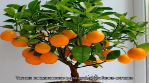 Как вырастить домашний мандарин? Правильный уход, размножение, болезни и обрезка домашнего мандари.