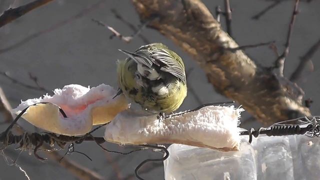 Воробей воробушек -зима 2012г.