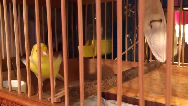 Русский кенар Russian Canary смотреть онлайн