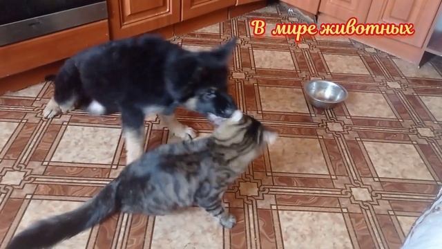 Котенок Кузя заставляет Барона выполнять команду ,, ЛЕЖАТЬ" смотреть онлайн