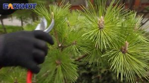 Искусство ниваки: садовый художник провел мастер-класс по стрижке сосны