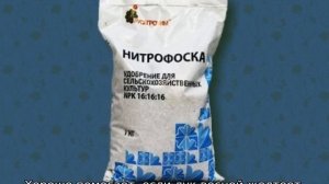 Чем подкормить лук весной посаженный под зиму