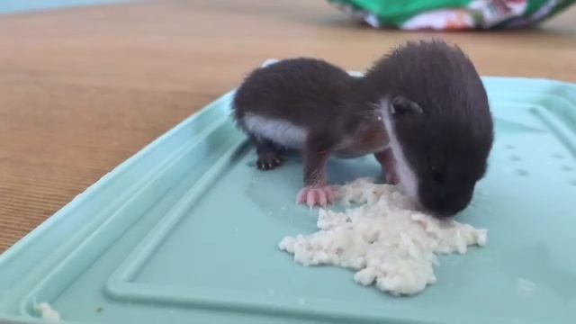 детёныш ласки Буч ???