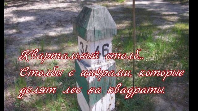 #выживание #лес #выжитьвлесу Заблудились в лесу. 4 способа выйти из леса без карты и компаса. смотреть онлайн