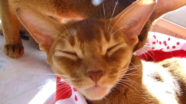 Кошачьи нежности смотреть онлайн