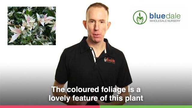 Plant Profile - Tricolour Star Jasmine - Trachelospermum Tri Colour смотреть онлайн