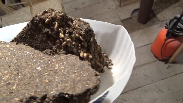 Едят ли соль попугаи. Какую минералку едят попугаи. смотреть онлайн