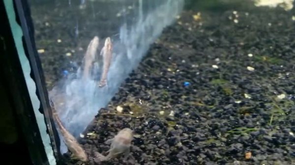 Отоцинклюс негрос (Otocinclus negros)