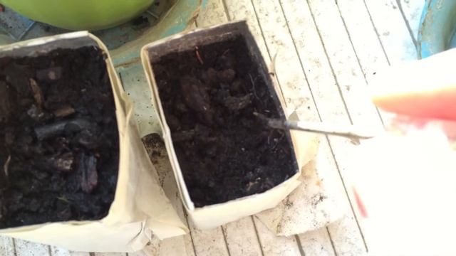 Выращивание фисташки появление корешков смотреть онлайн