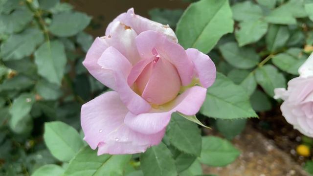 Review of 3 beautiful purple roses, the Violet’s Pride Rose, Silver Lining Rose and Love Song Rose смотреть онлайн