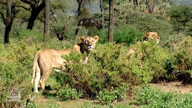 EL LEÓN, UN CAZADOR MUY DORMILÓN | Videos Educativos para Niños смотреть онлайн