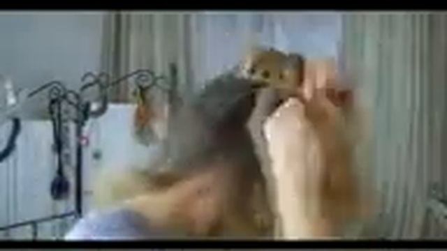 Вечерняя прическа. Плетение кос. смотреть онлайн