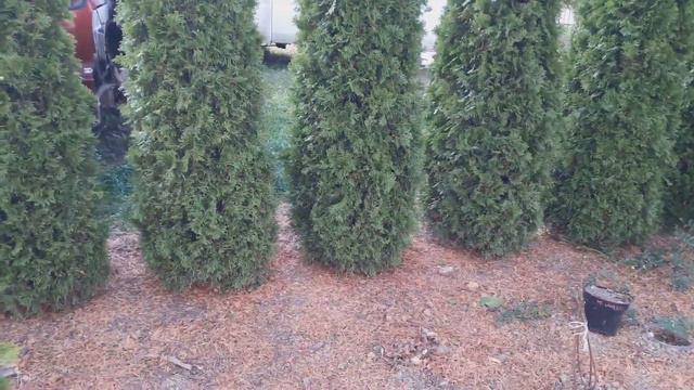 МОЇ ГОРТЕНЗІЇ ГОТОВІ ДО УКРИТТЯ смотреть онлайн