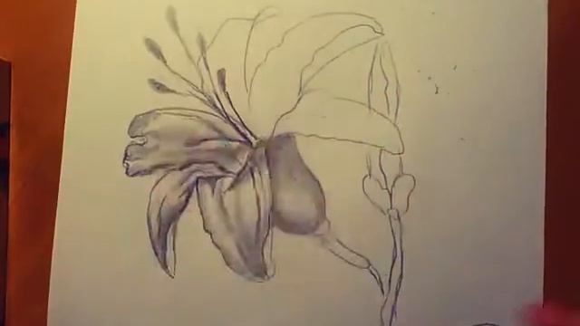 Как нарисовать лилию. Урок для начинающих. смотреть онлайн