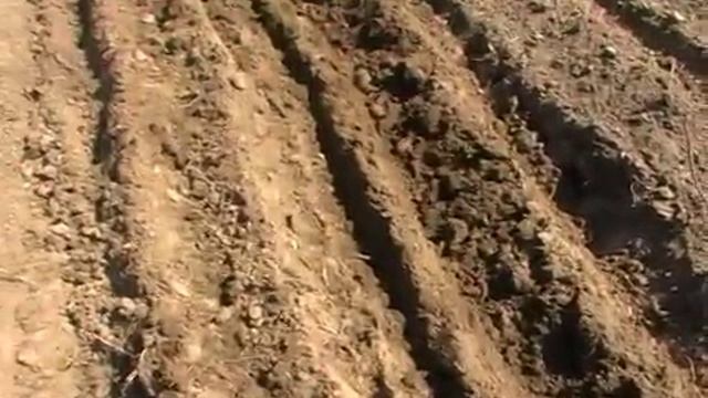 Посадка картофеля. смотреть онлайн