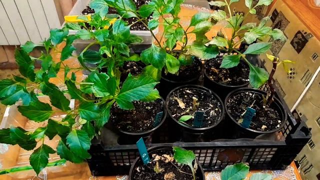 Спасаю георгины,снимаю черенок.Мучнистая росса ??? смотреть онлайн