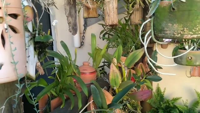 CULTIVO DE ORQUÍDEAS NA PEDRA BRITA ☝️qual a melhor pedra?☝️ смотреть онлайн