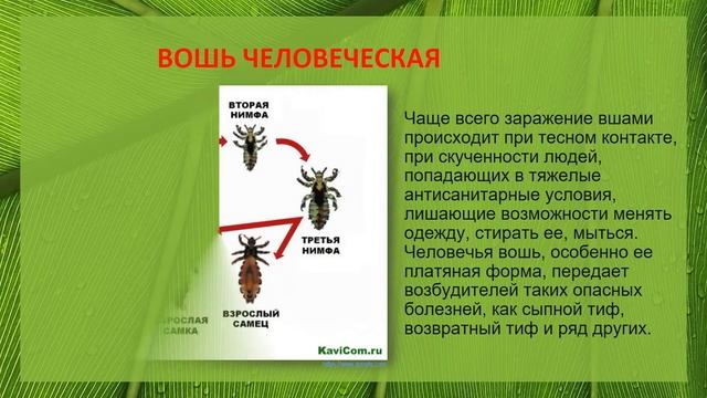 Biology для всех. Насекомые паразиты и переносчики заболеваний Baranciuc Liudmila смотреть онлайн