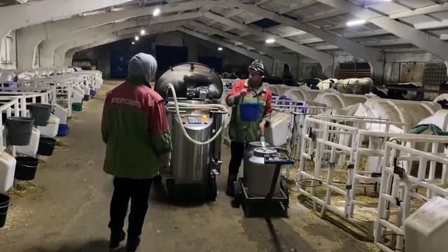 Выпойка телят с молочным такси от ООО "SALUTEM смотреть онлайн