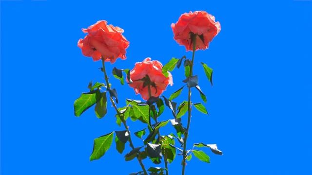 Footage roses green screen футаж розы смотреть онлайн