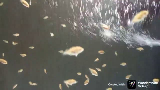 нерест Астронотусов Оскар. и поднятие мальков до 70 дней. смотреть онлайн