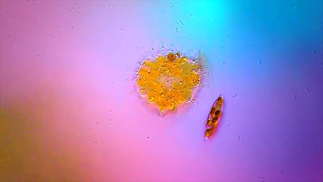 Деление амёбы. Amoeba reproduction смотреть онлайн