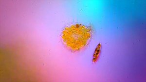 Деление амёбы.  Amoeba reproduction