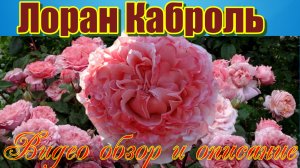 Роза Лоран Каброль (Парковая)  - Laurent Cabrol (Massad Франция, 2009)