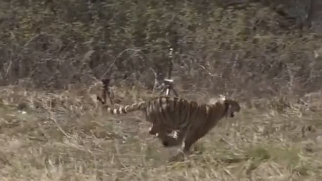 Дикая кошка Санда вбегает в амурскую тайгу смотреть онлайн