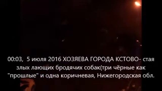Власть в лапах бродячих собак Город Кстово 5 07 2016 смотреть онлайн