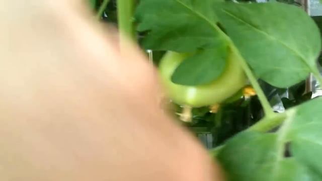 Как вырастить помидоры на балконе How to grow tomatoes on the balcony смотреть онлайн