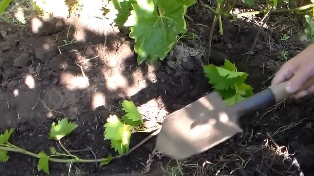 Саженцы китайской отводкой смотреть онлайн