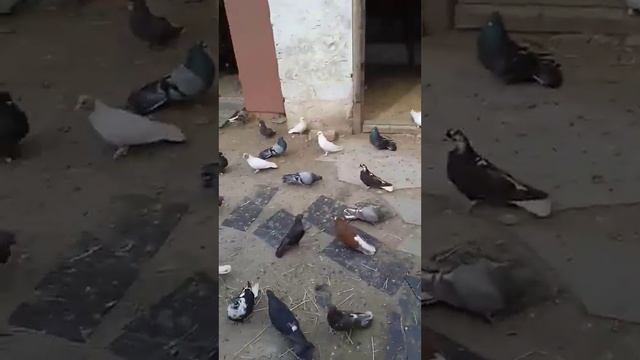 Маленький обзор. Голуби родыча Д. Кабанца!