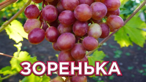 ВИНОГРАД ЗОРЕНЬКА.