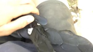 Перебинтовал грача чтобы правильно срослось крыло